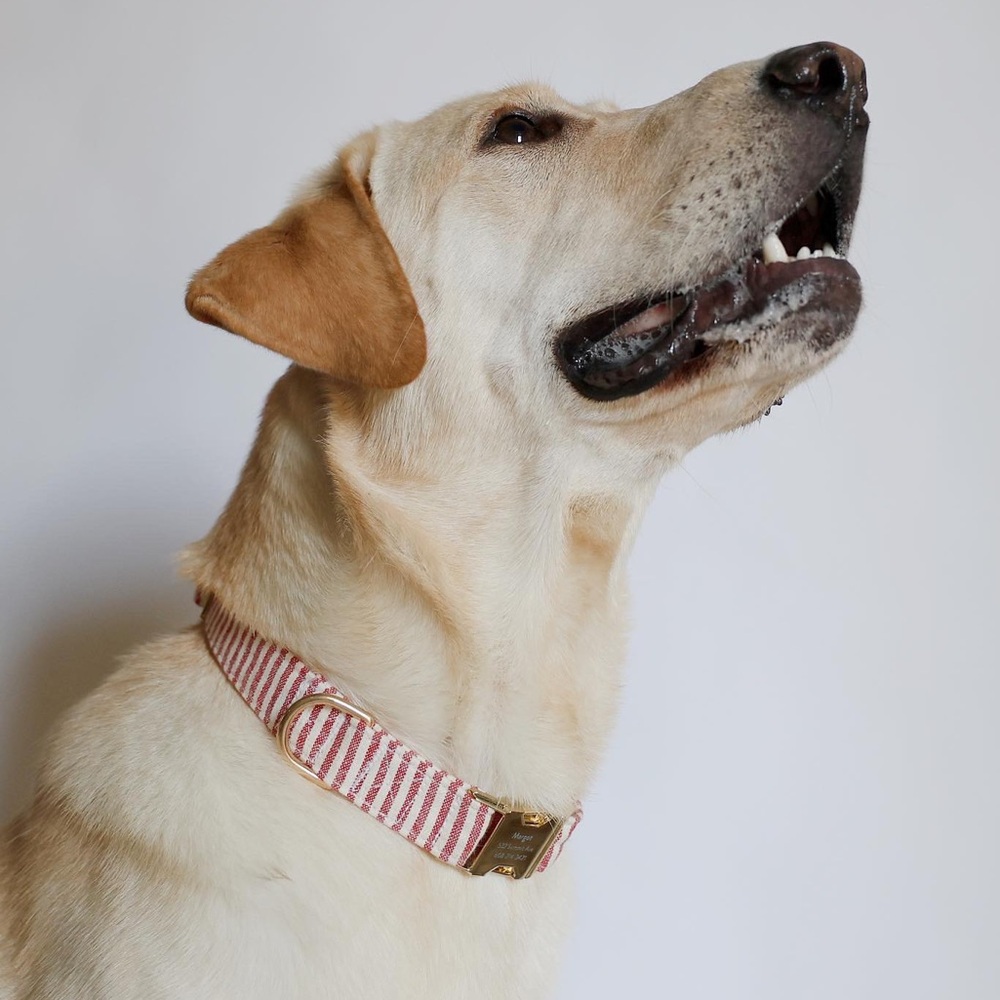 NEW The Foggy Dog Red Stripe Dog Collar - Picture 8 of 9